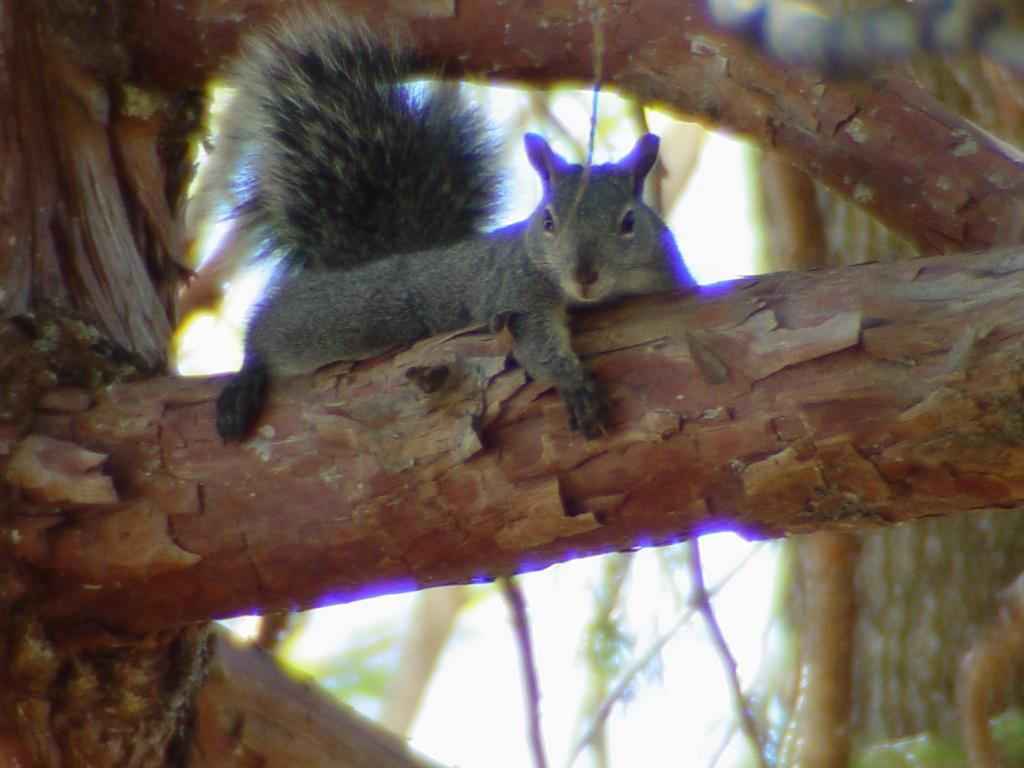 The Fireside Inn Idyllwild Εξωτερικό φωτογραφία